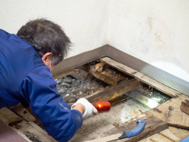 Best Crawl Space Mold Removal  in USA